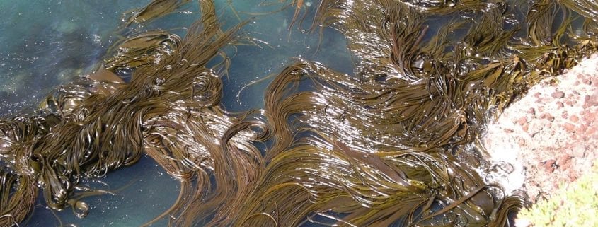 Kelp forest Otago 1s 845x321 - Why Seaweed?